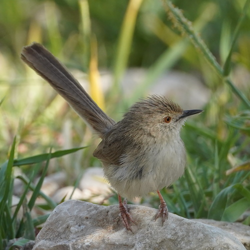 Graceful Prinia