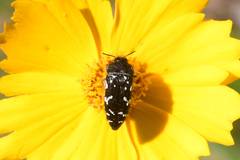 Acmaeodera ornata