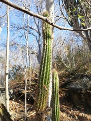 Pilosocereus