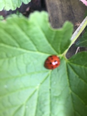 Harmonia axyridis