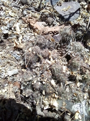 Mammillaria mazatlanensis