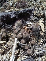 Mammillaria mazatlanensis