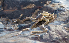 Macrophiothrix