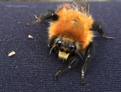 Bombus rubicundus