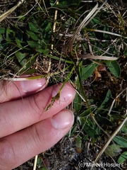 Carex caryophyllea