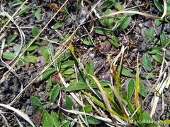 Carex caryophyllea