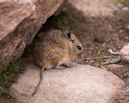 Bolivian Big-eared Mouse