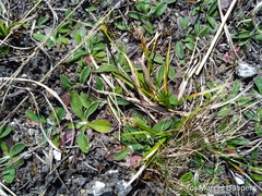 Carex caryophyllea
