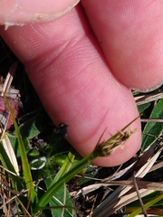 Carex caryophyllea