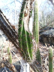 Pilosocereus