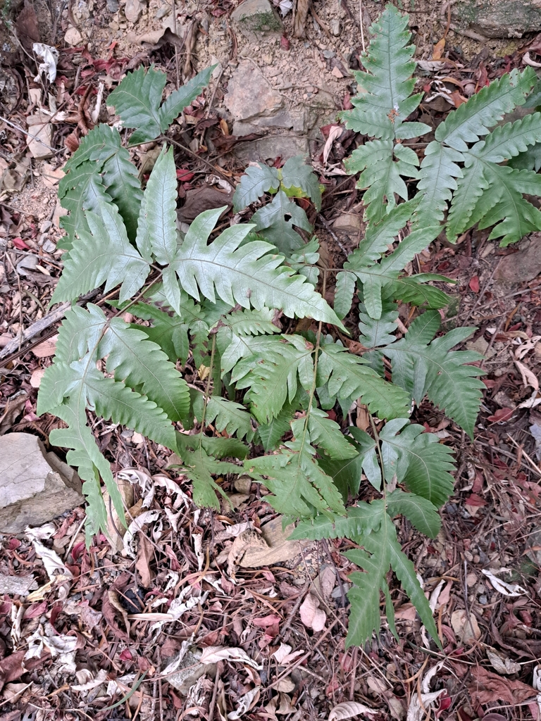 Tectaria impressa (Tectaria impressa)
