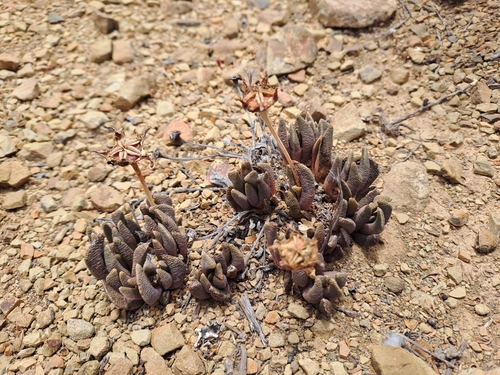 Hereroa calycina L.Bolus 2