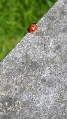 Coccinella septempunctata