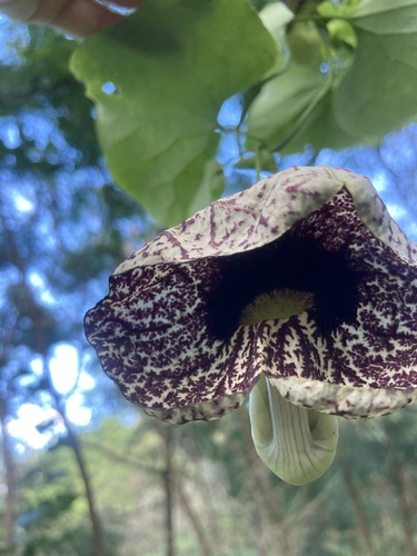 Aristolochia littoralis, 2024-03-01