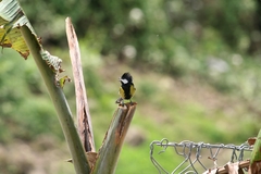 Parus monticolus