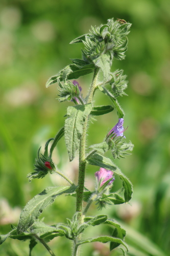 Image of Echium judaeum by (c) yelena_antipova, some rights reserved (CC BY)