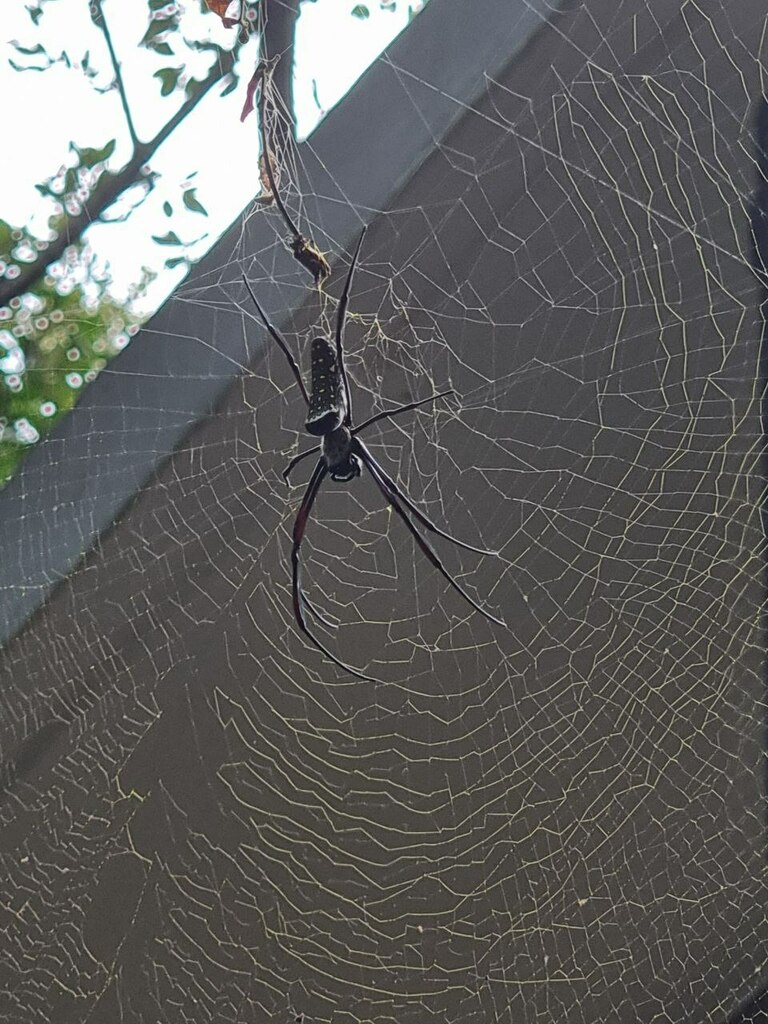 Batik Golden Web Spider from Neo Tiew Crescent, Sungei Buloh Wetland ...