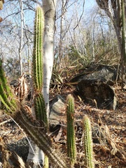Pilosocereus