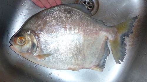 Redhook myleus (Myloplus rhomboidalis) — Serrasalmidae