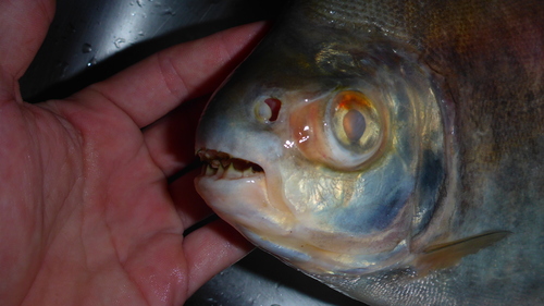 Redhook myleus (Myloplus rhomboidalis) — Serrasalmidae — 3