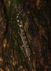 Hemidactylus maculatus