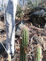 Pilosocereus
