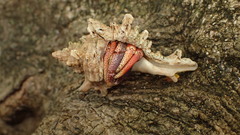 Coenobita clypeatus image