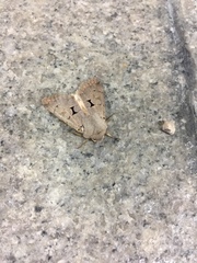 Orthosia carnipennis