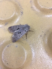 Orthosia carnipennis