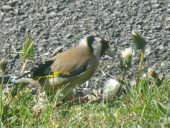Carduelis carduelis
