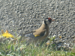 Carduelis carduelis