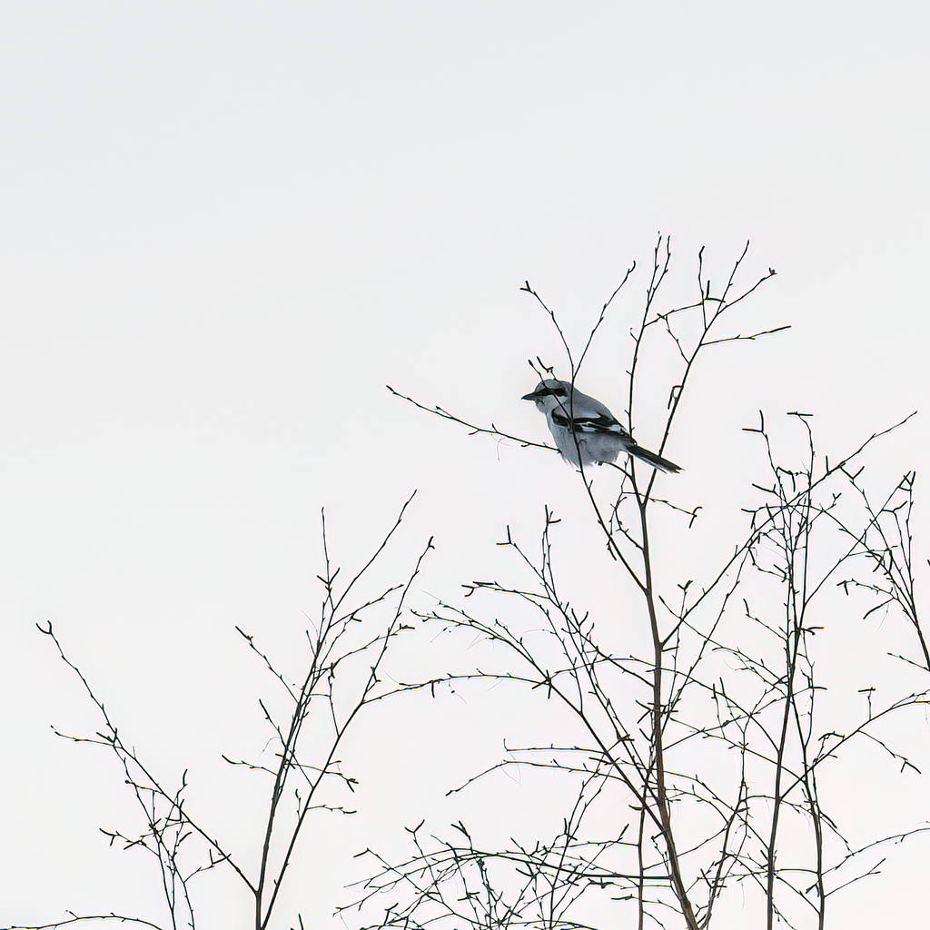Great Gray Shrike from Раменский р-н, Московская обл., Россия on March ...