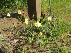 Platystemon californicus