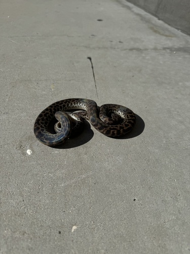 Spotted Python sighting