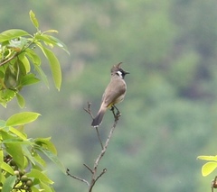 Pycnonotus leucogenys