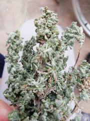 Santolina chamaecyparissus