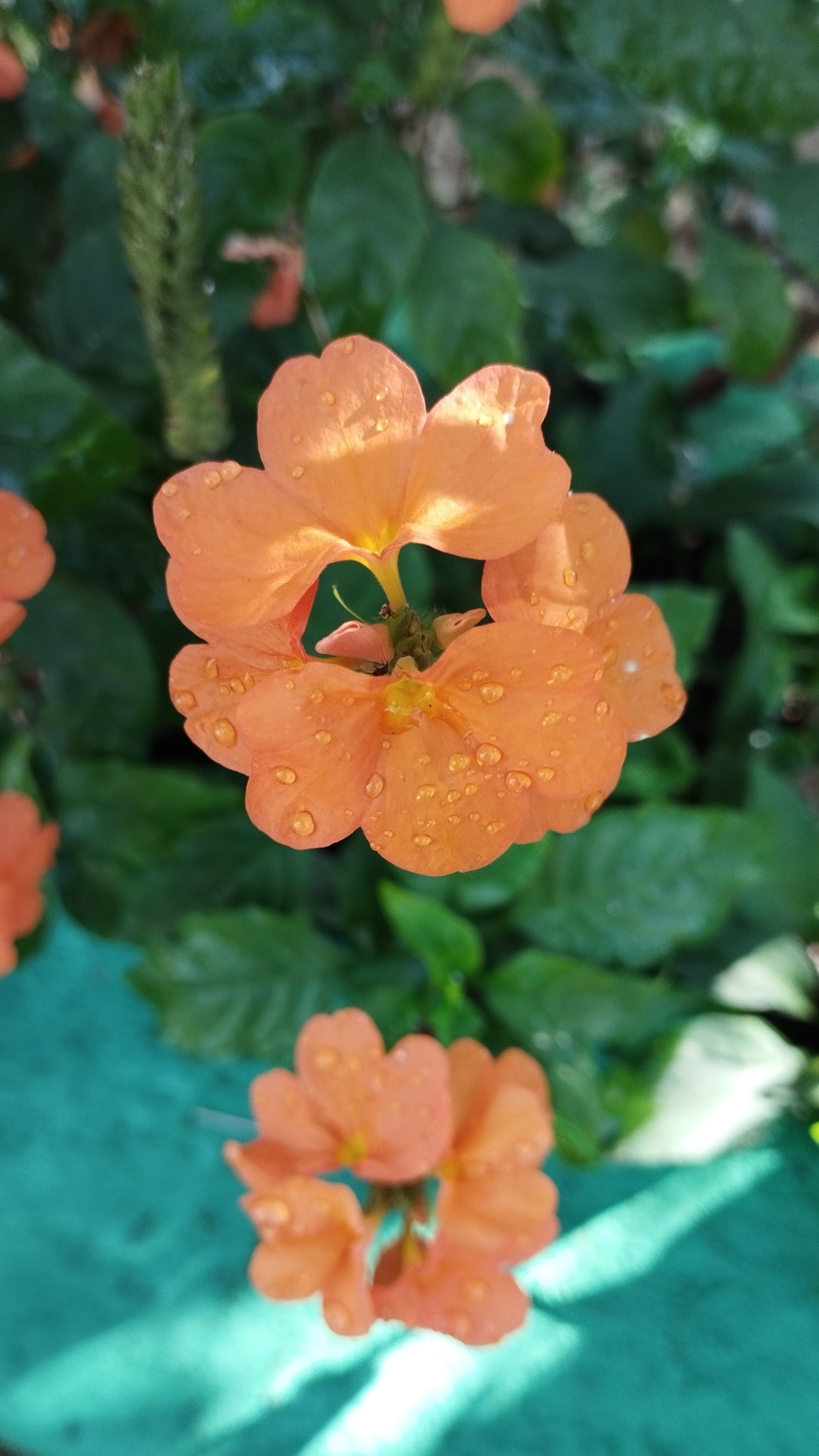 Crossandra infundibuliformis