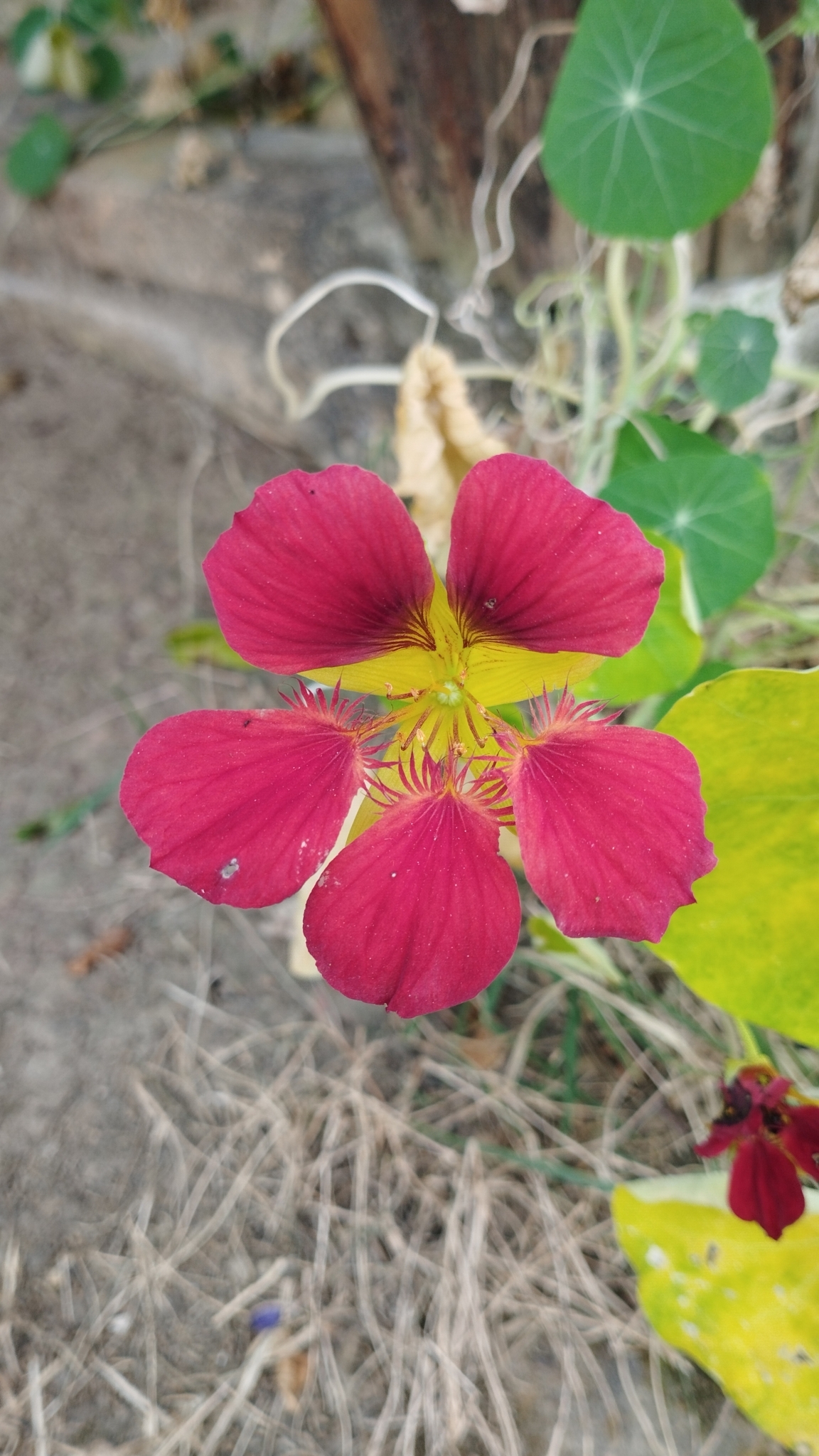 Tropaeolum majus