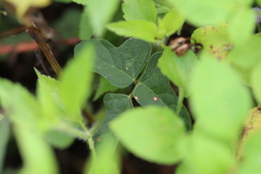 Macroptilium bracteatum