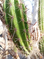 Pilosocereus