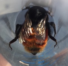 Bombus coccineus