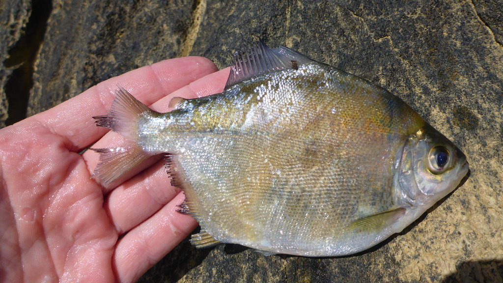 Ternetz's pacu (Myloplus ternetzi) — Serrasalmidae