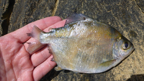 Ternetz's pacu (Myloplus ternetzi) — Serrasalmidae
