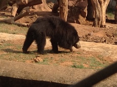 Ursus thibetanus laniger