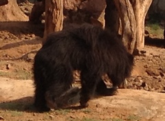 Ursus thibetanus laniger