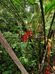 Heliconia pogonantha image