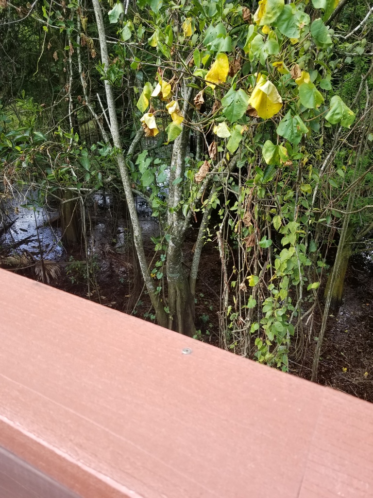 Possum grape from Palm Beach County, FL, USA on June 14, 2022 at 10:45 ...