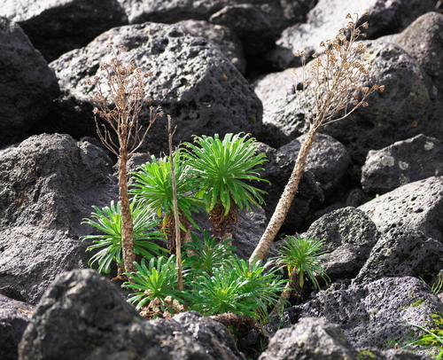 Foto de Campanulácea-dos-Açores