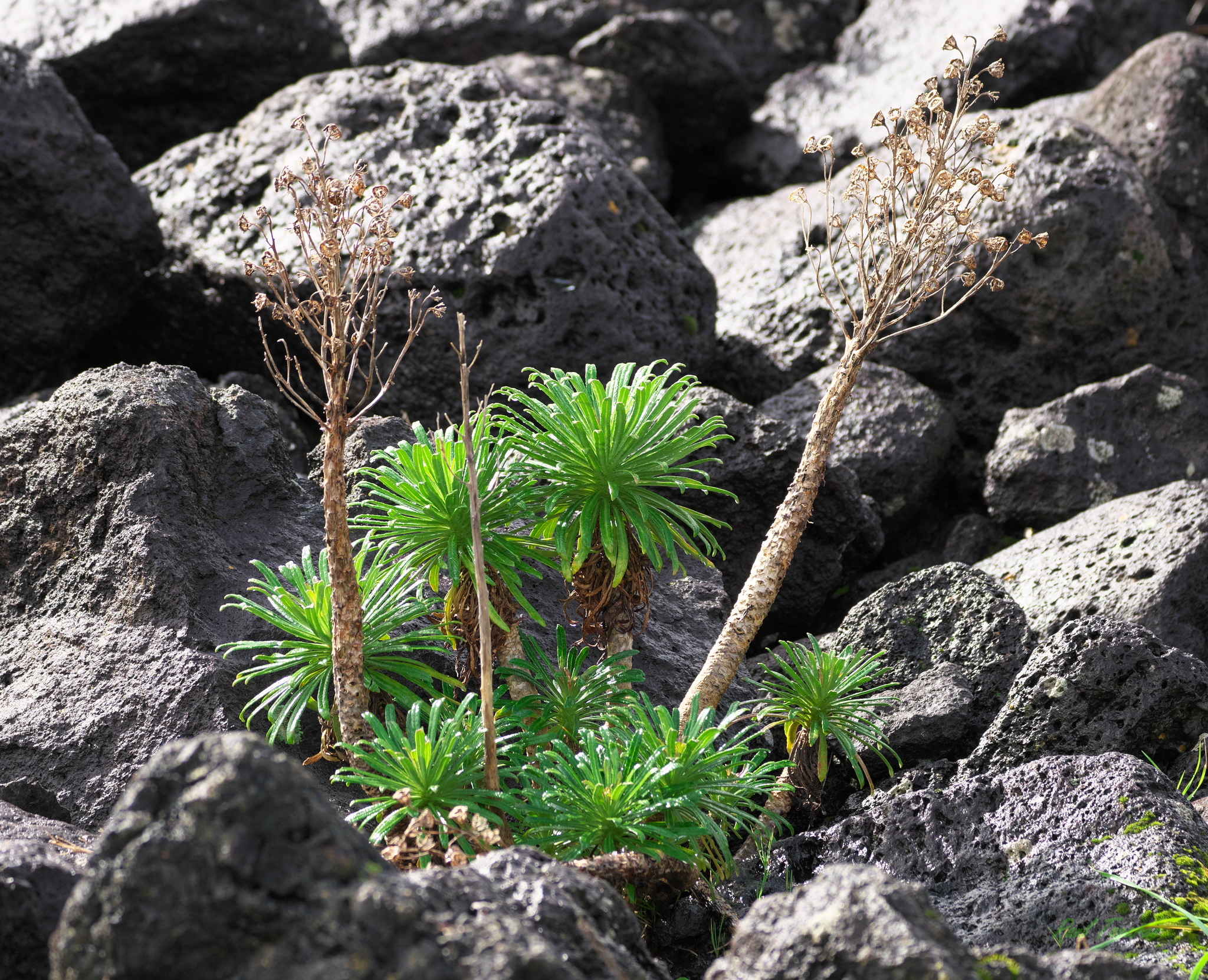 Imagem de Campanulácea-dos-Açores