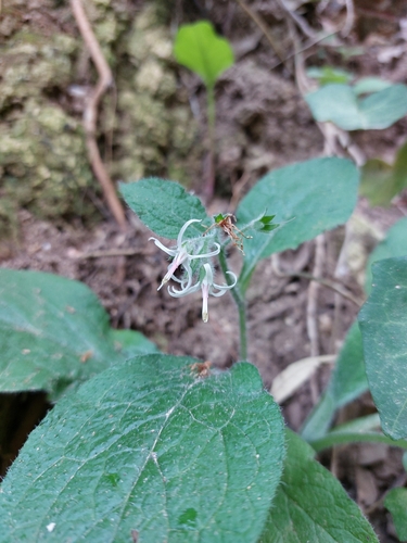 Symphytum creticum (Symphytum creticum)
